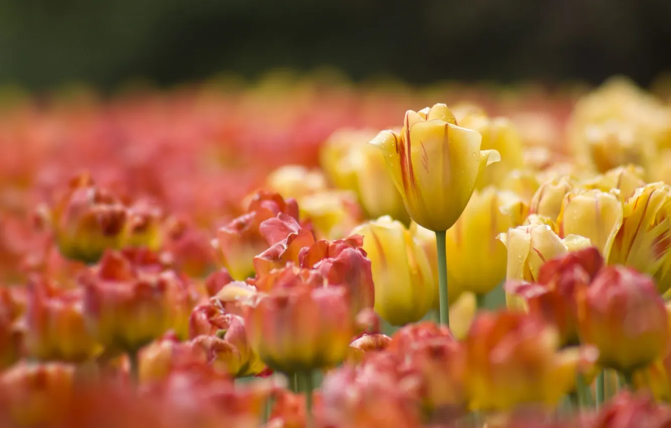 Photo wallpaper blur, tulips, buds
