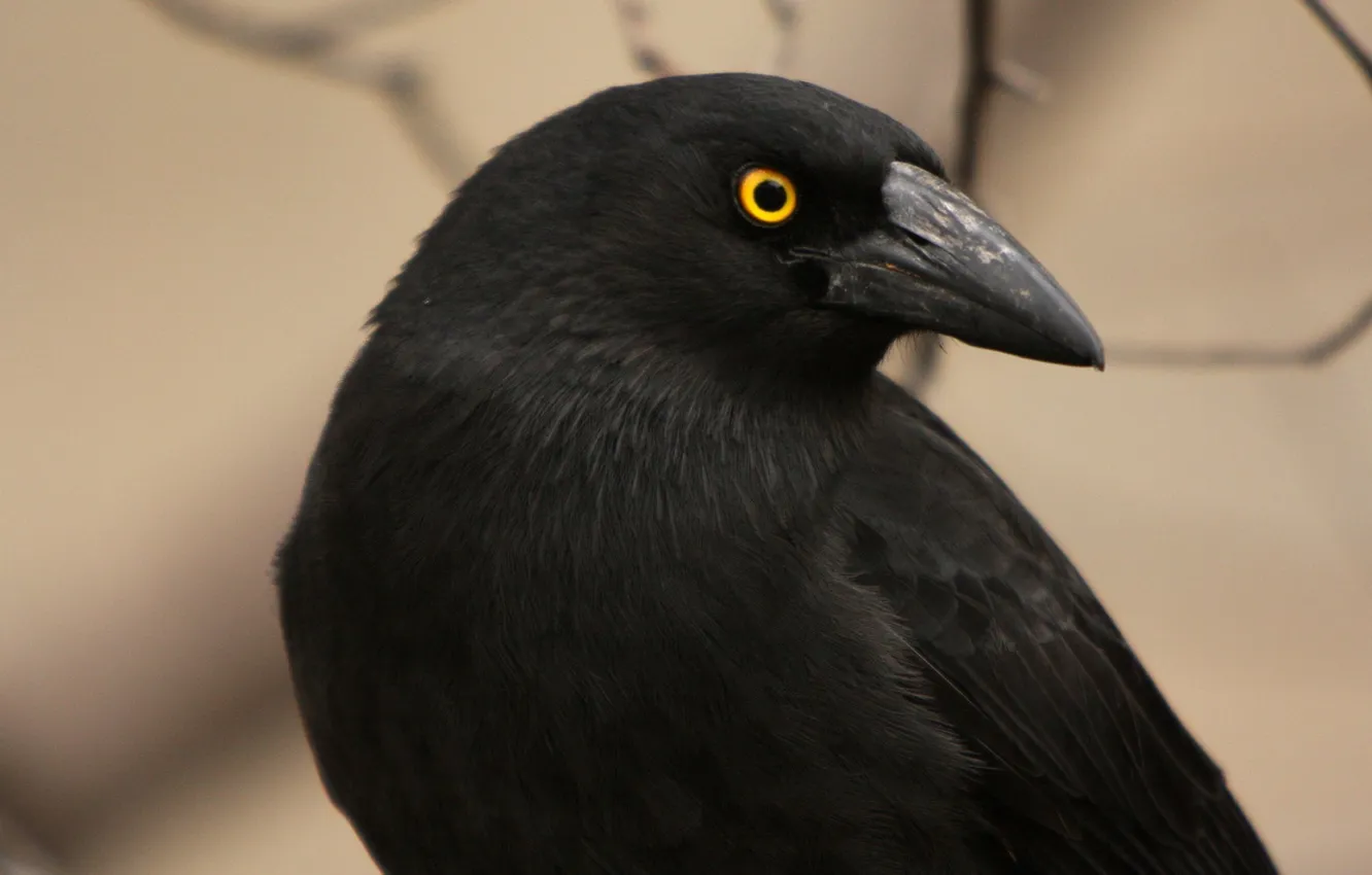 Photo wallpaper branches, eyes, black, beak, crow, tail