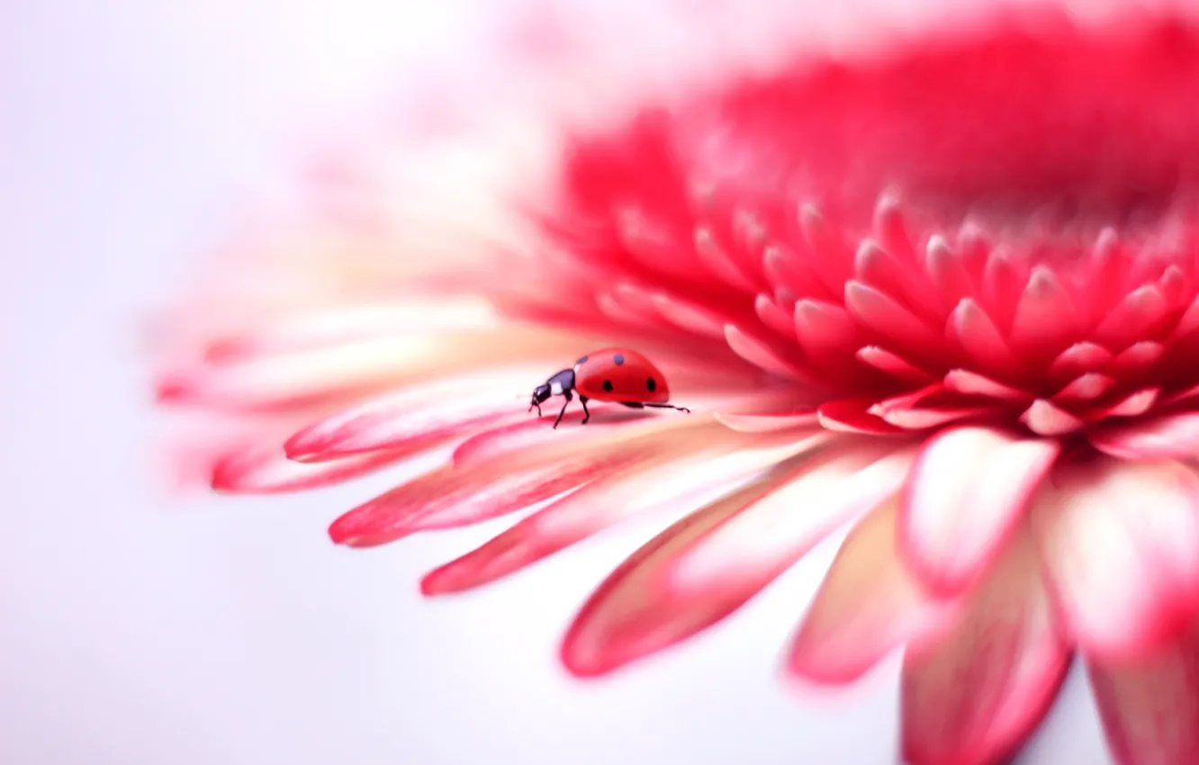 Photo wallpaper flower, background, ladybug