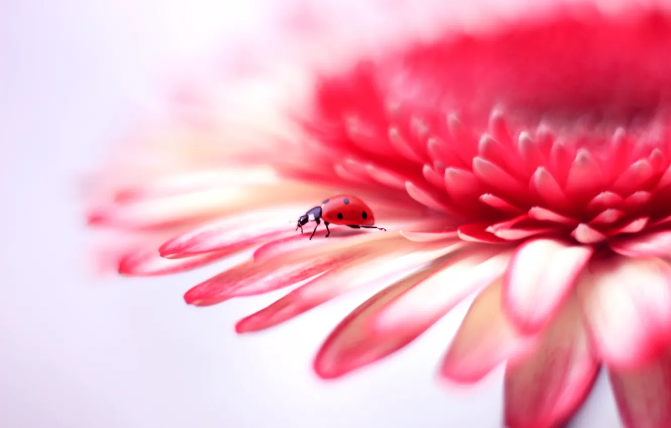 Photo wallpaper flowers, background, ladybug