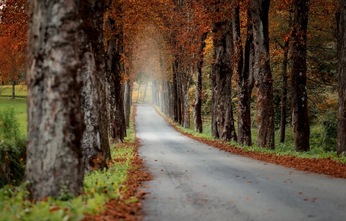 Photo wallpaper road, autumn, trees