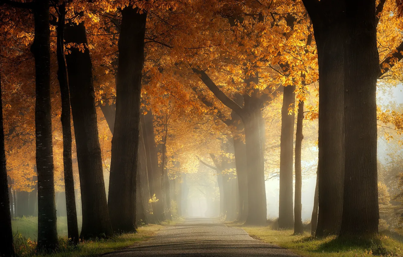 Photo wallpaper road, autumn, trees, fog