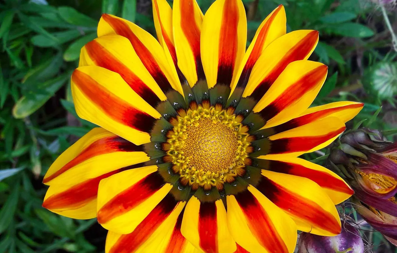 Photo wallpaper Bright, Yellow, Gatsania