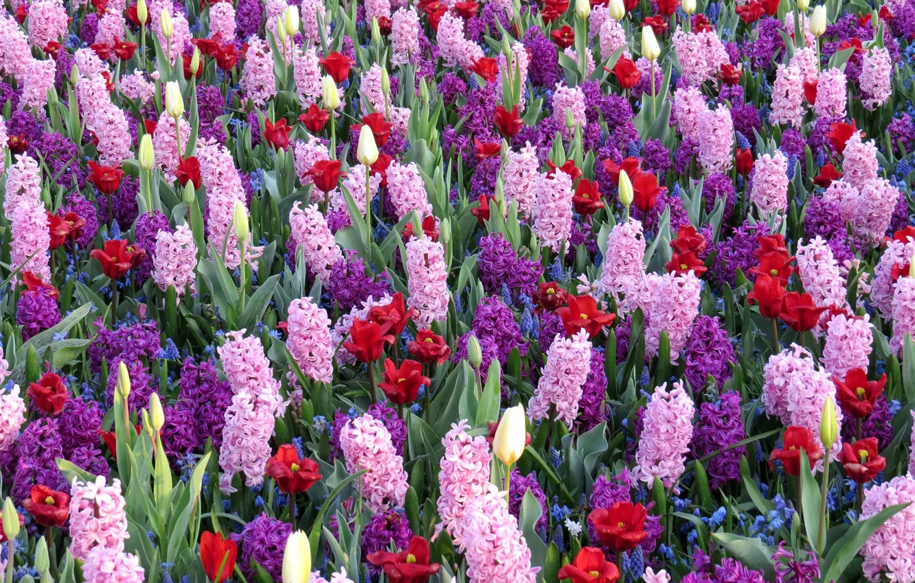 Photo wallpaper tulips, Muscari, hyacinths