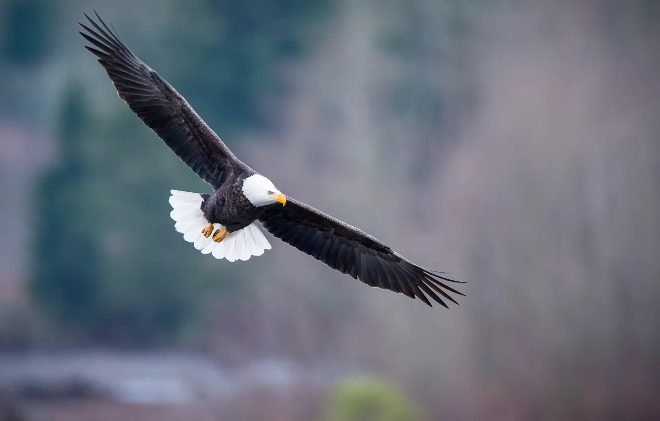 Photo wallpaper flight, Bald eagle, bird of prey, Haliaeetus leucocephalus