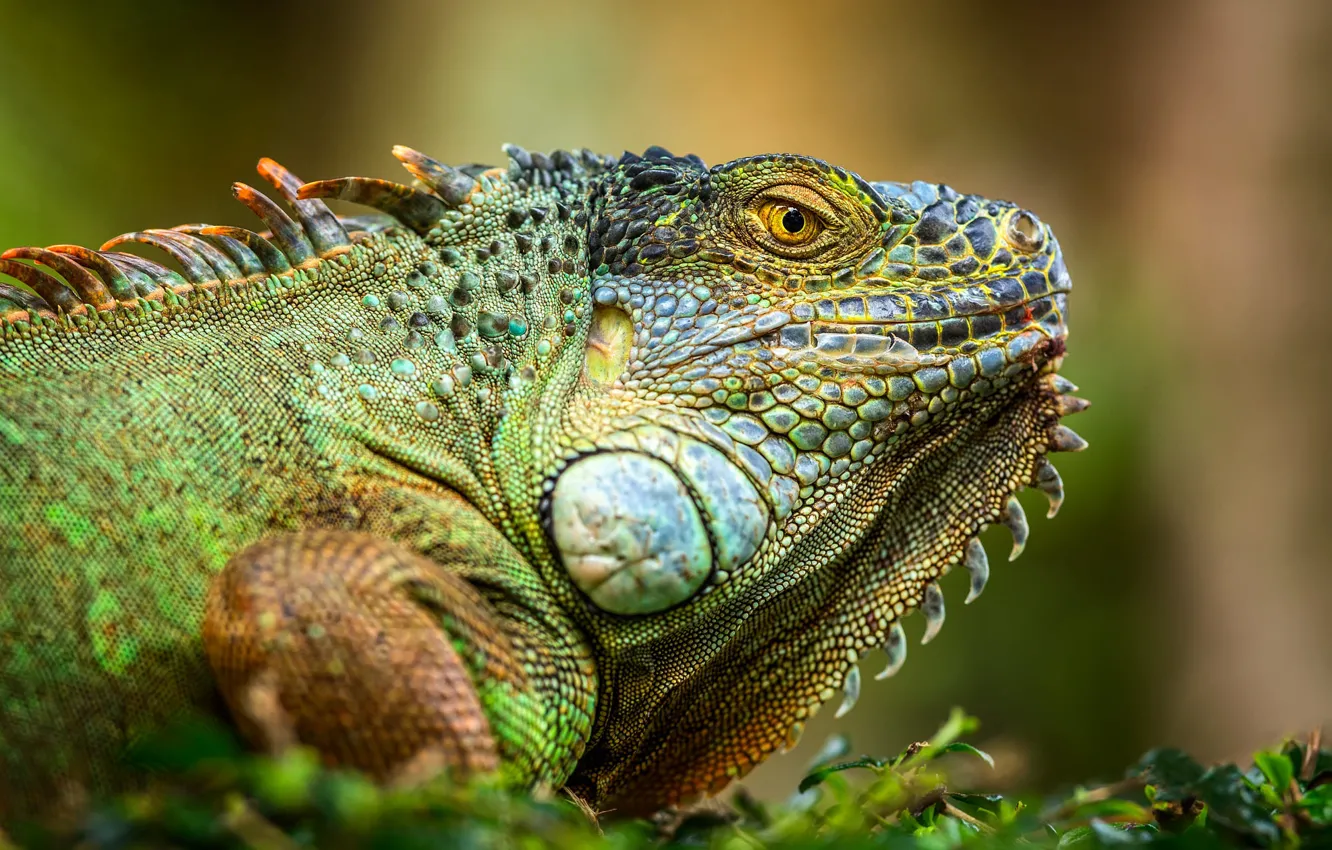 Photo wallpaper look, face, background, portrait, green, iguana, reptile