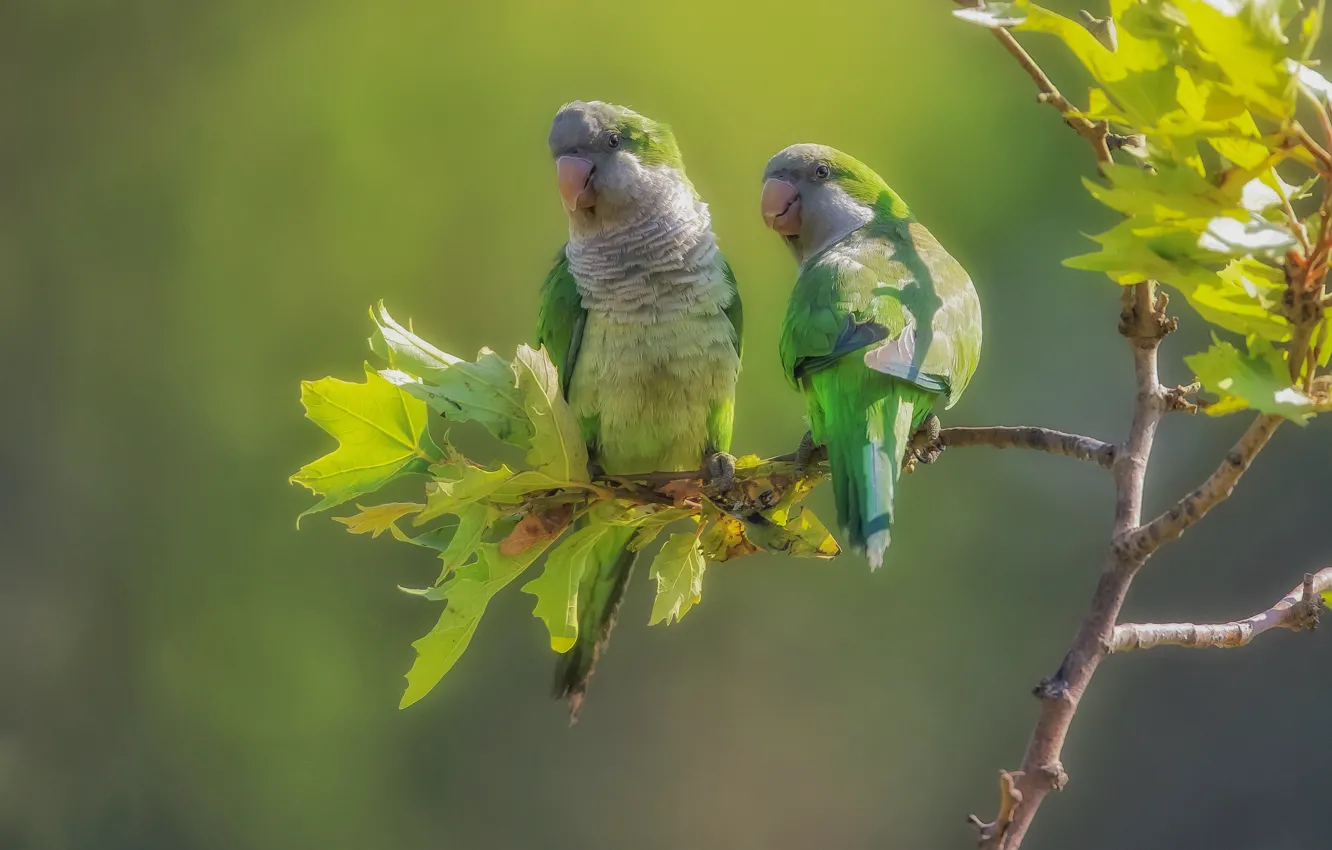 Photo wallpaper leaves, birds, branches, background, parrots, a couple, Kalita