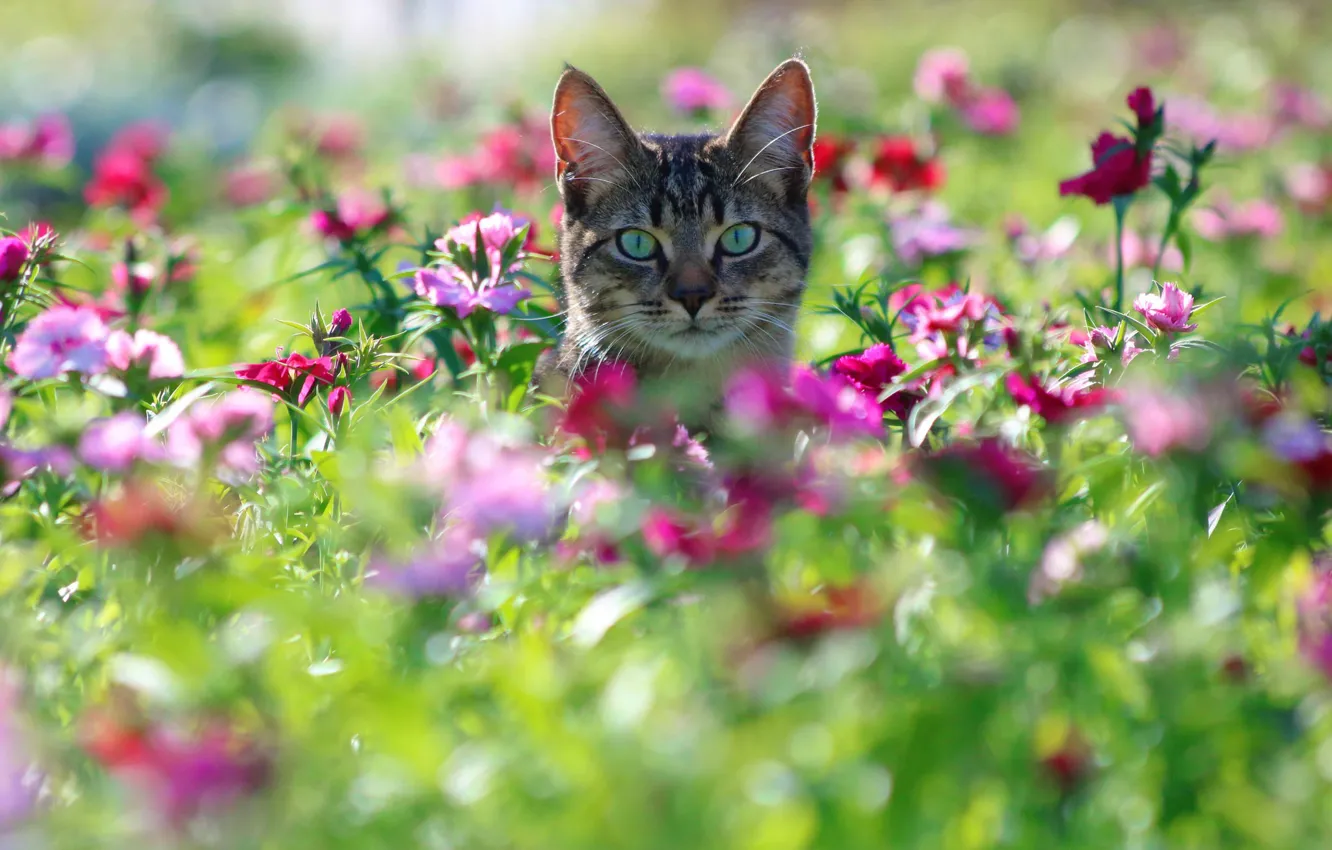 Photo wallpaper cat, cat, look, flowers, muzzle, bokeh, clove