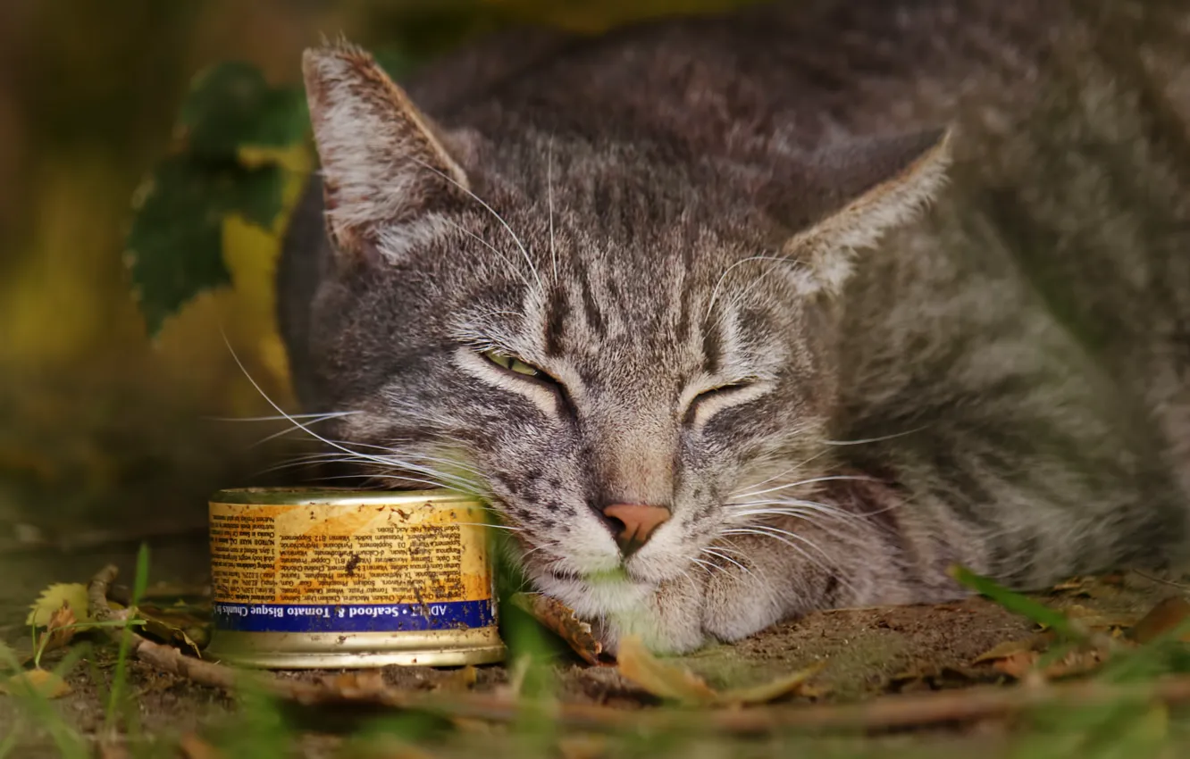 Photo wallpaper cat, street, tin