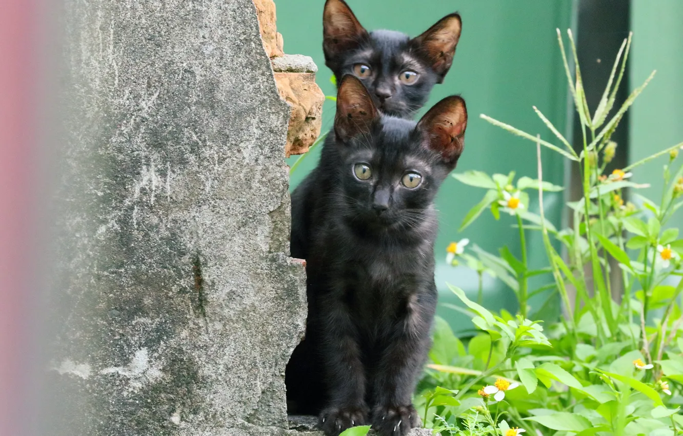 Photo wallpaper look, small, kitty