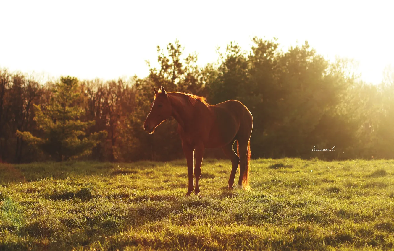 Photo wallpaper summer, the sun, light, glare, horse, horse, morning, pasture