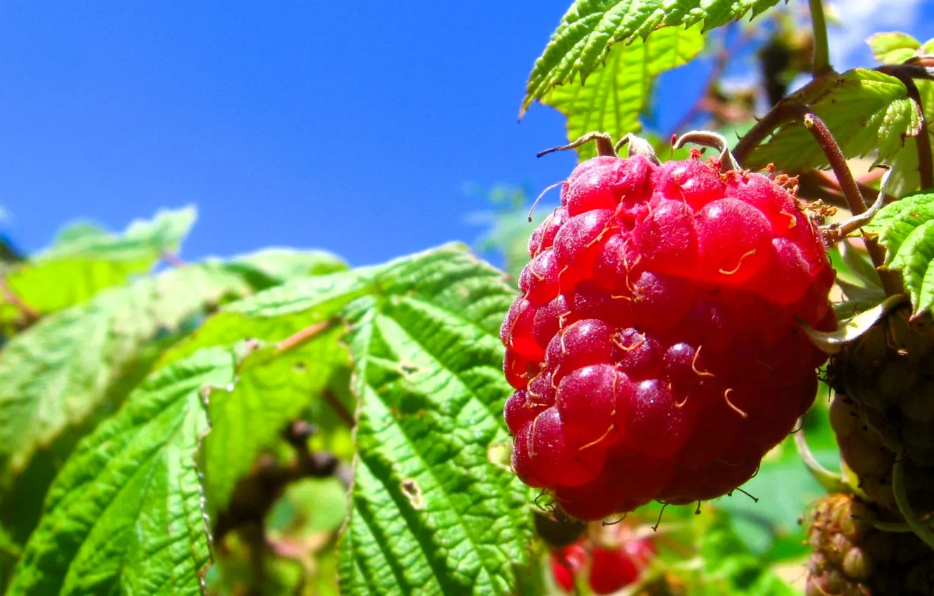 Photo wallpaper leaves, red, berries, raspberry, the bushes