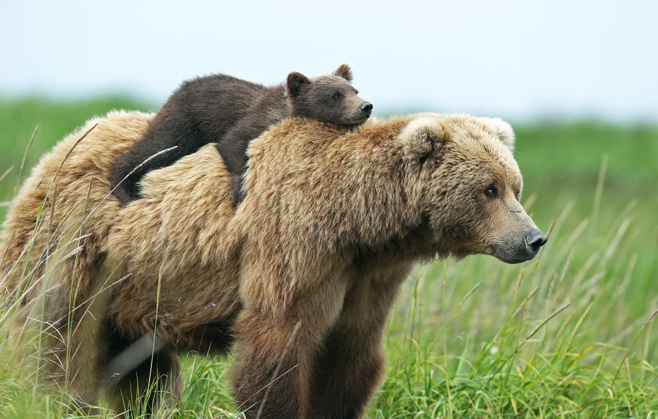 Photo wallpaper bears, bear, bear, top