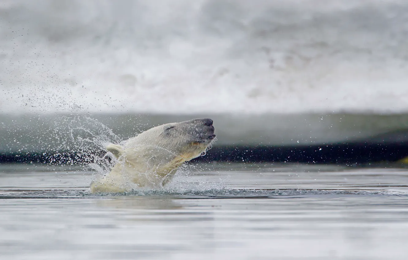 Photo wallpaper Norway, polar bear, Svalbard