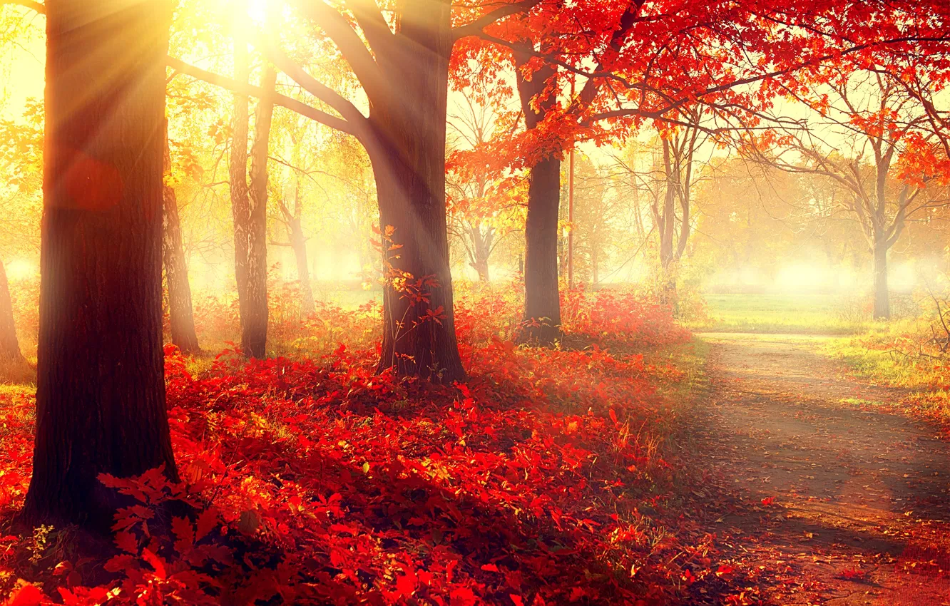 Photo wallpaper road, autumn, trees, Park