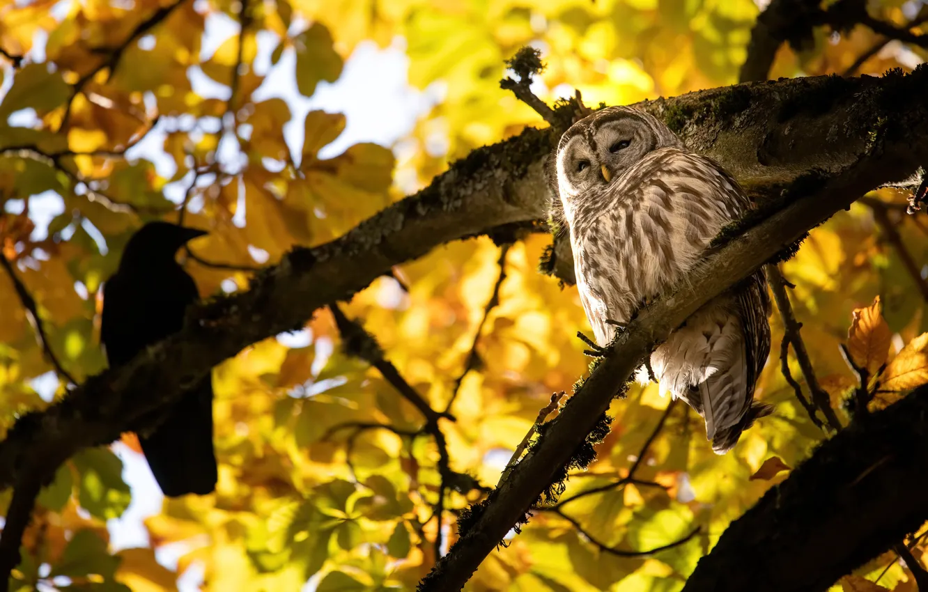 Photo wallpaper autumn, leaves, trees, branches, yellow, owl, bird, foliage