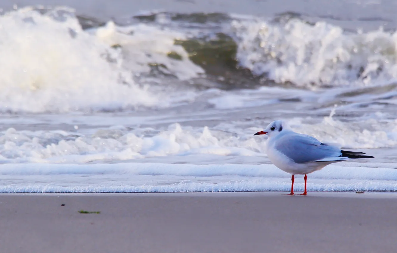 Photo wallpaper beach, sea, bird, water, seagull