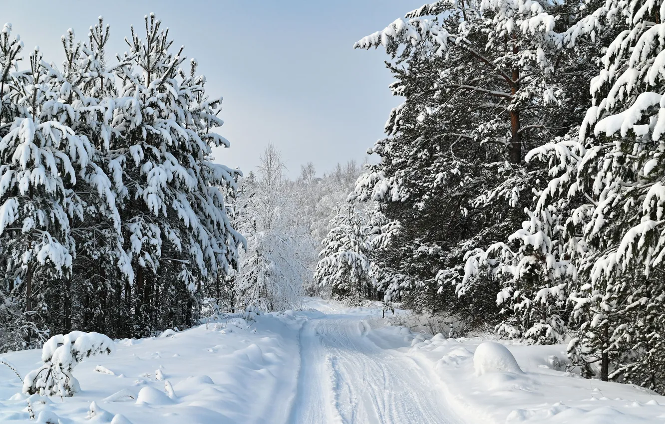 Photo wallpaper winter, forest, snow, tree, Sergey Kalev