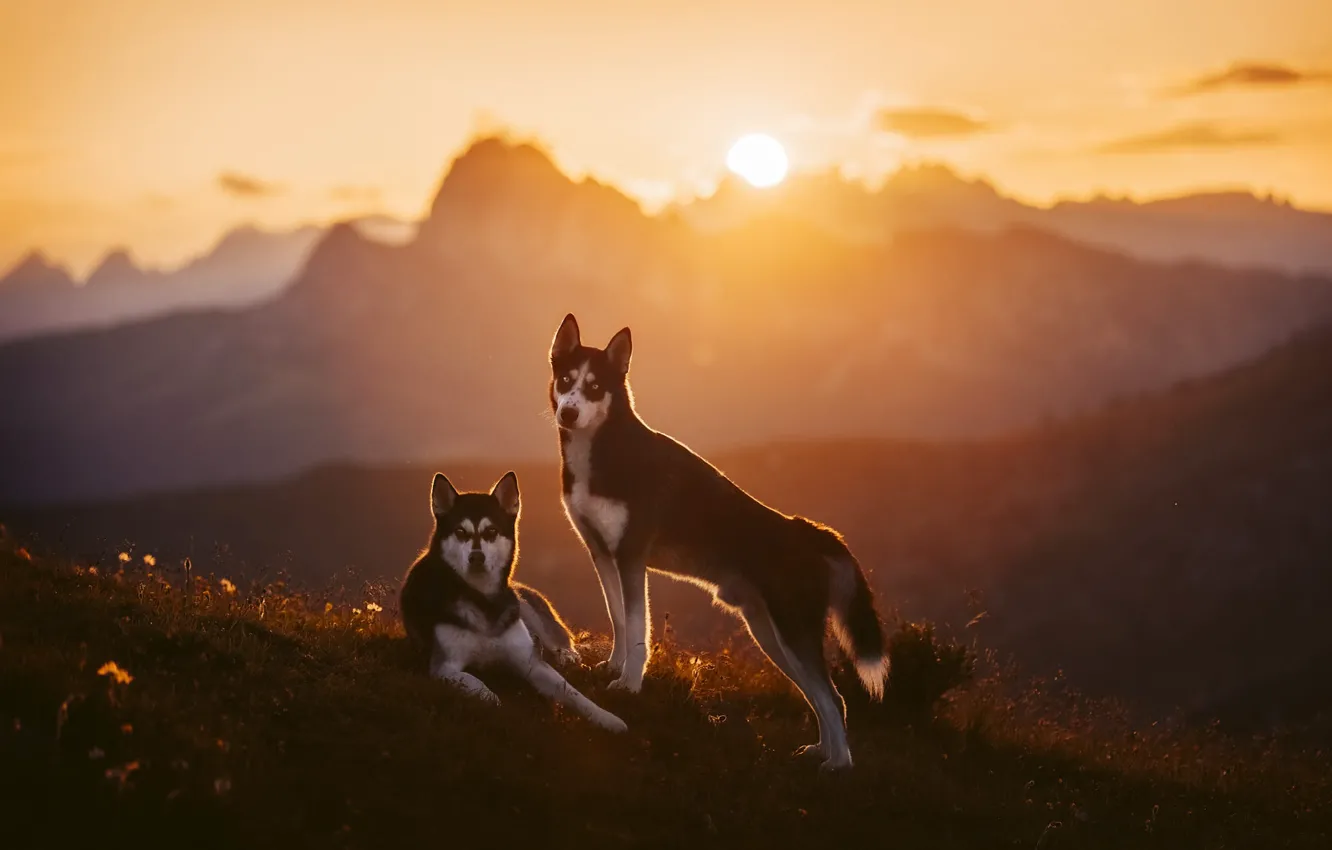 Photo wallpaper sunset, mountains, nature, pose, dog, two dogs