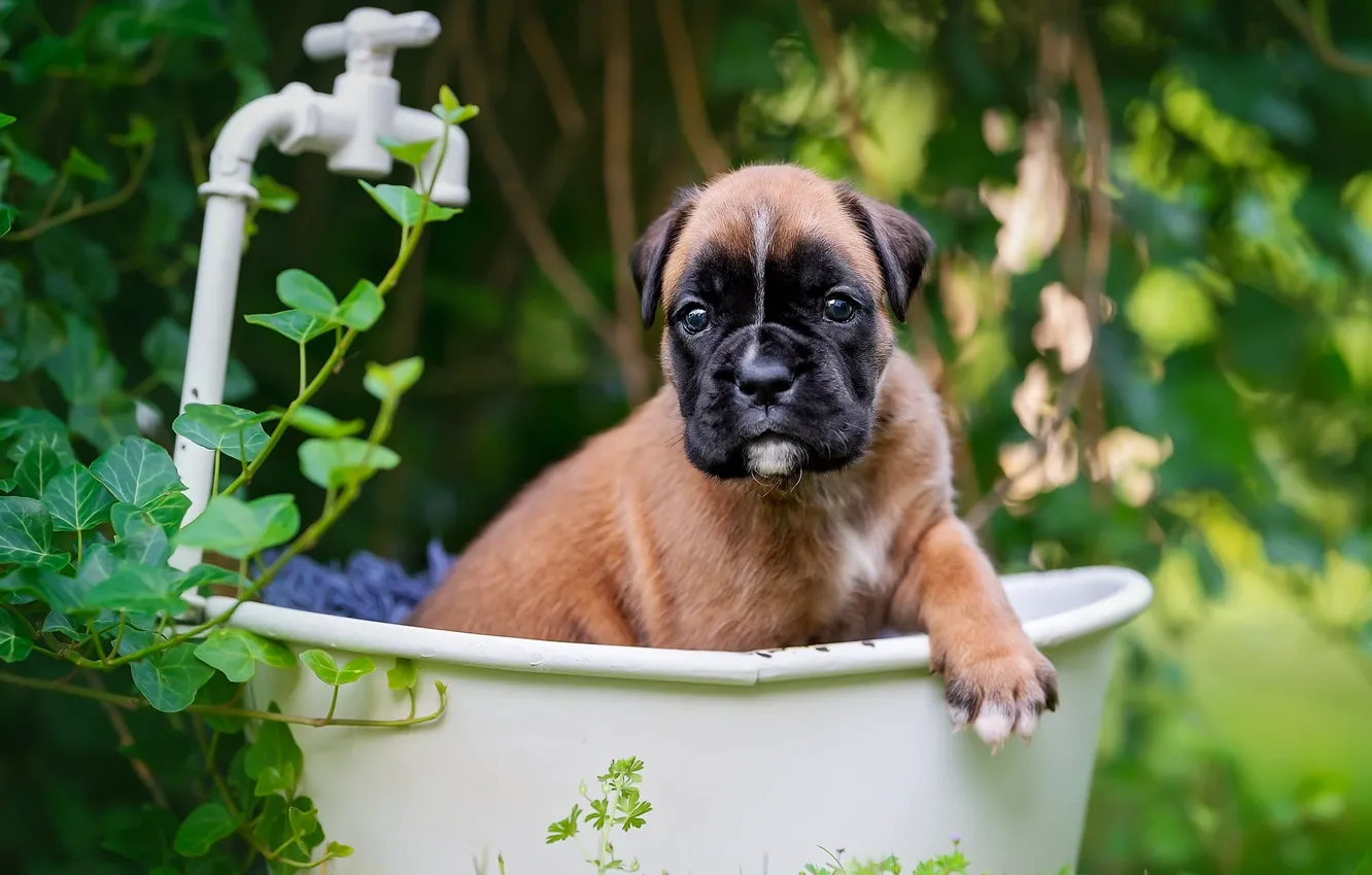 Photo wallpaper greens, summer, look, leaves, pose, background, dog, crane