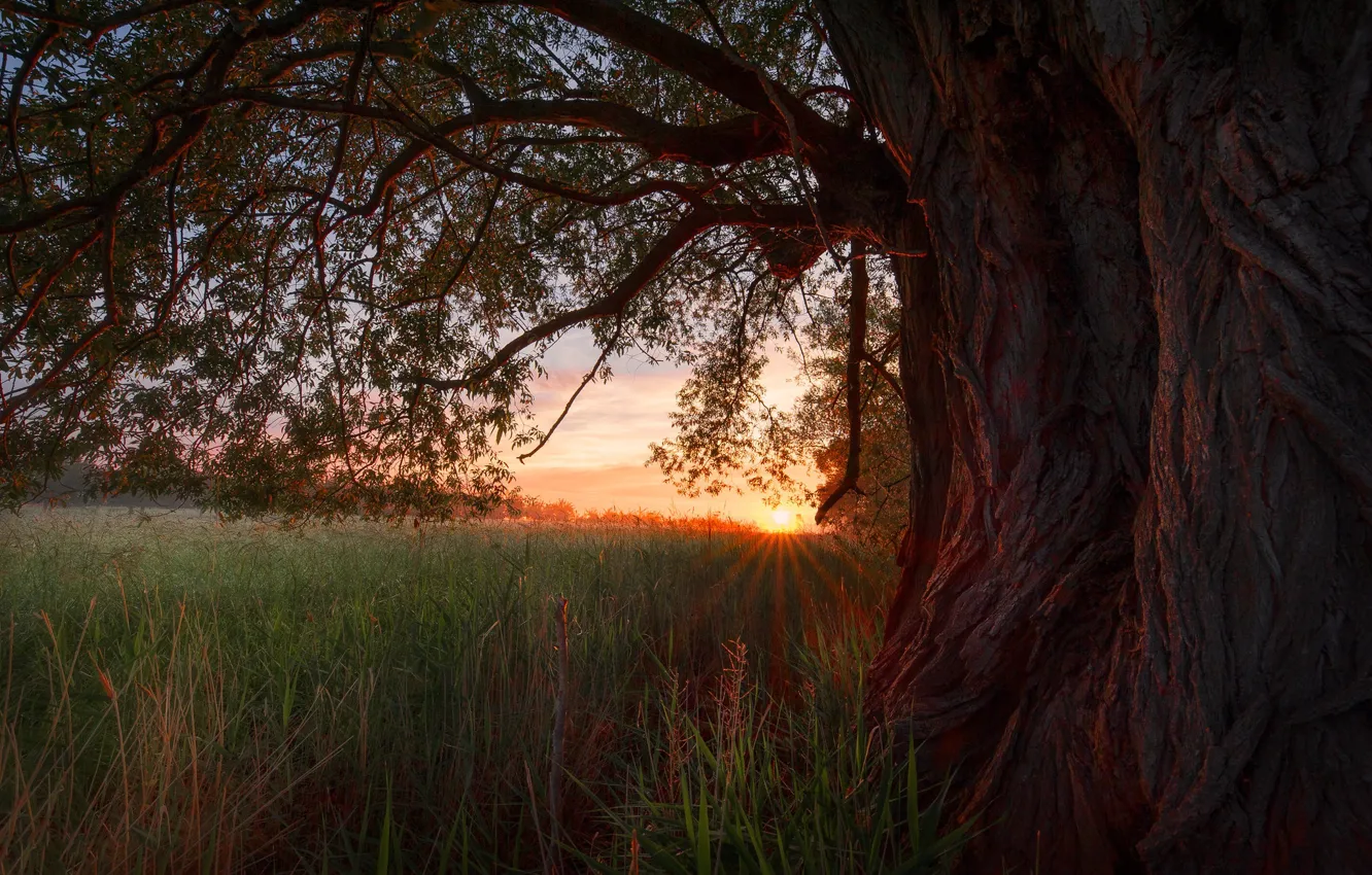 Photo wallpaper field, grass, the sun, rays, trees, sunset, branch, trunk