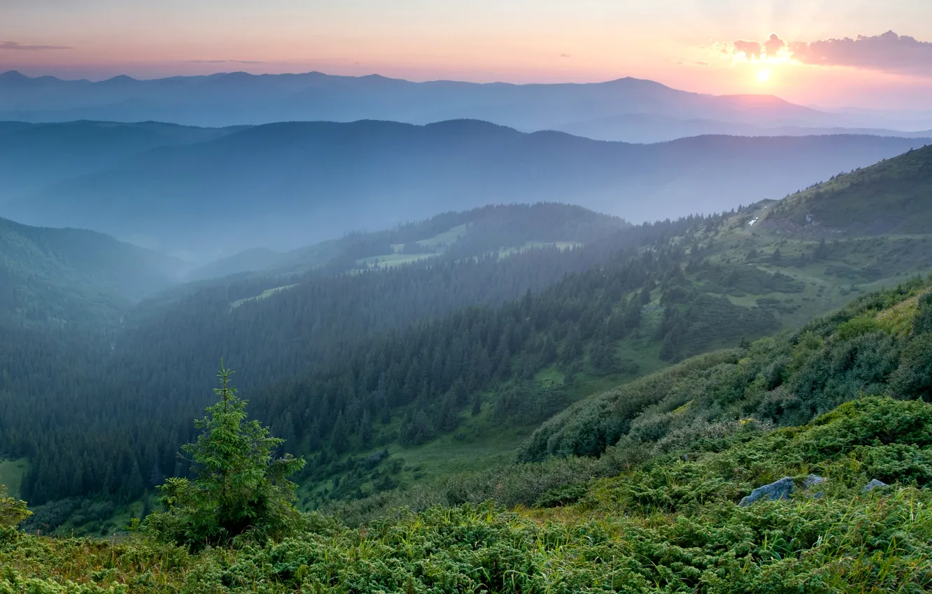 Photo wallpaper forest, mountains, fog, dawn, morning, Ukraine, Carpathians