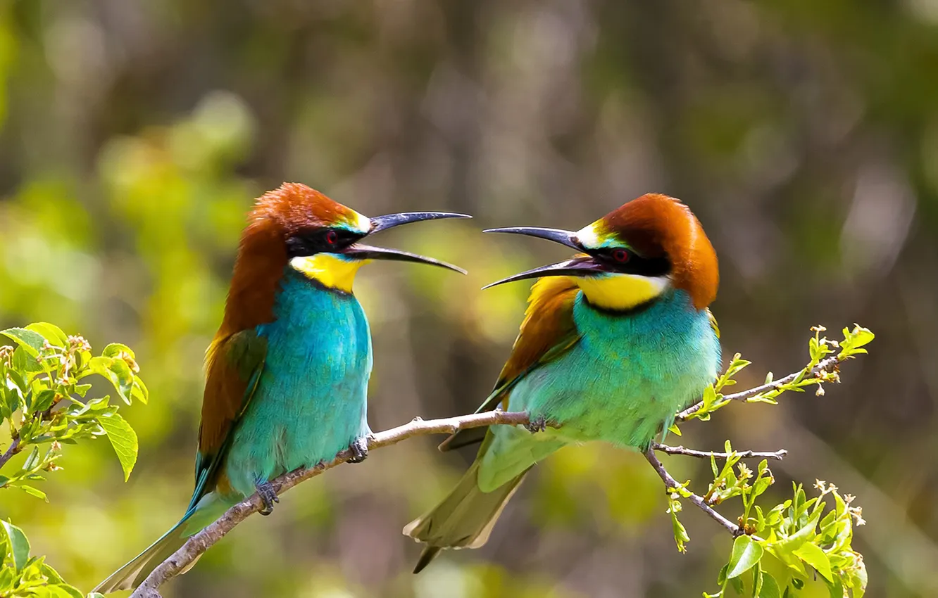 Photo wallpaper beak, bokeh, bright plumage, European bee-eater, sitting on branches, two birds, Valery Chernyak, The brawlers