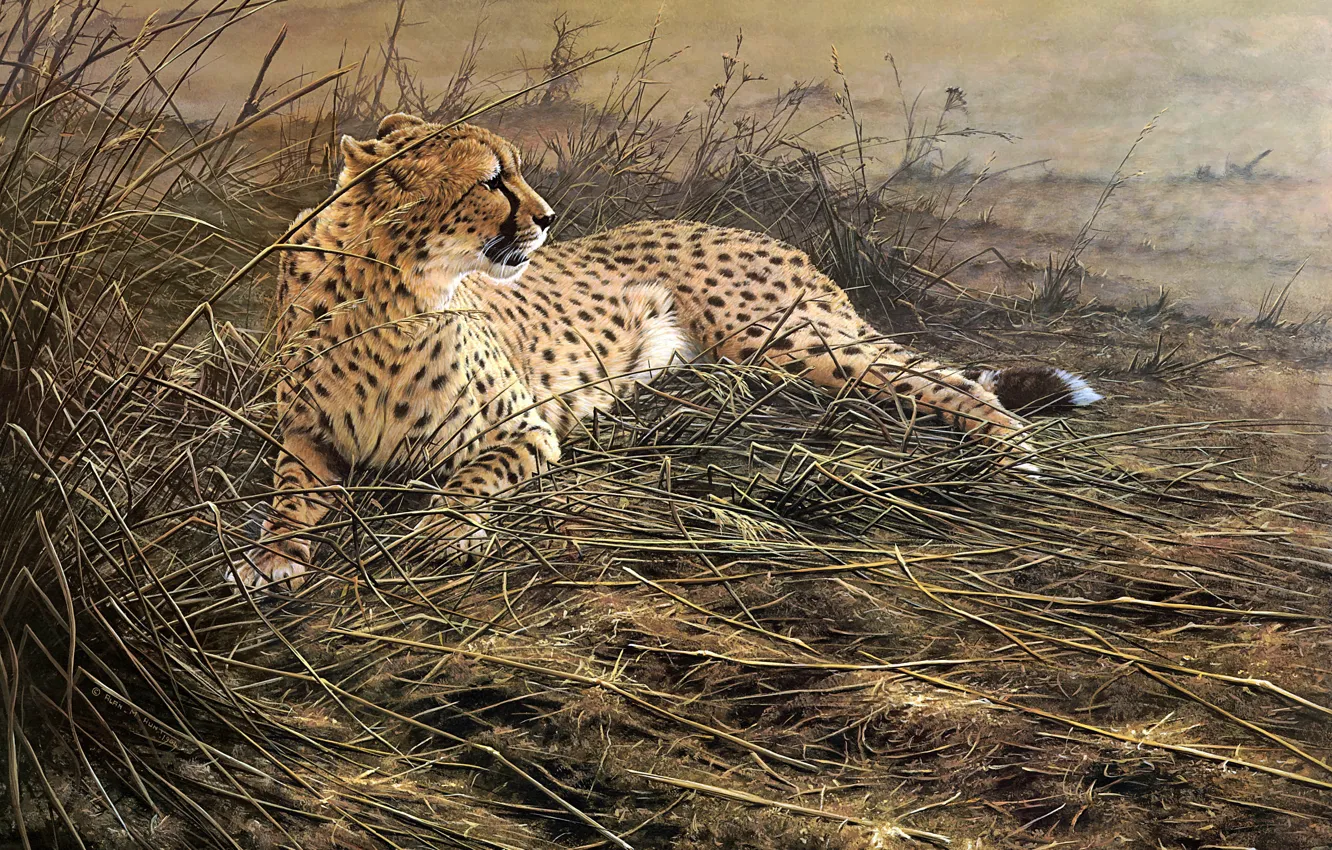 Photo wallpaper field, grass, figure, picture, art, Cheetah, lies, painting