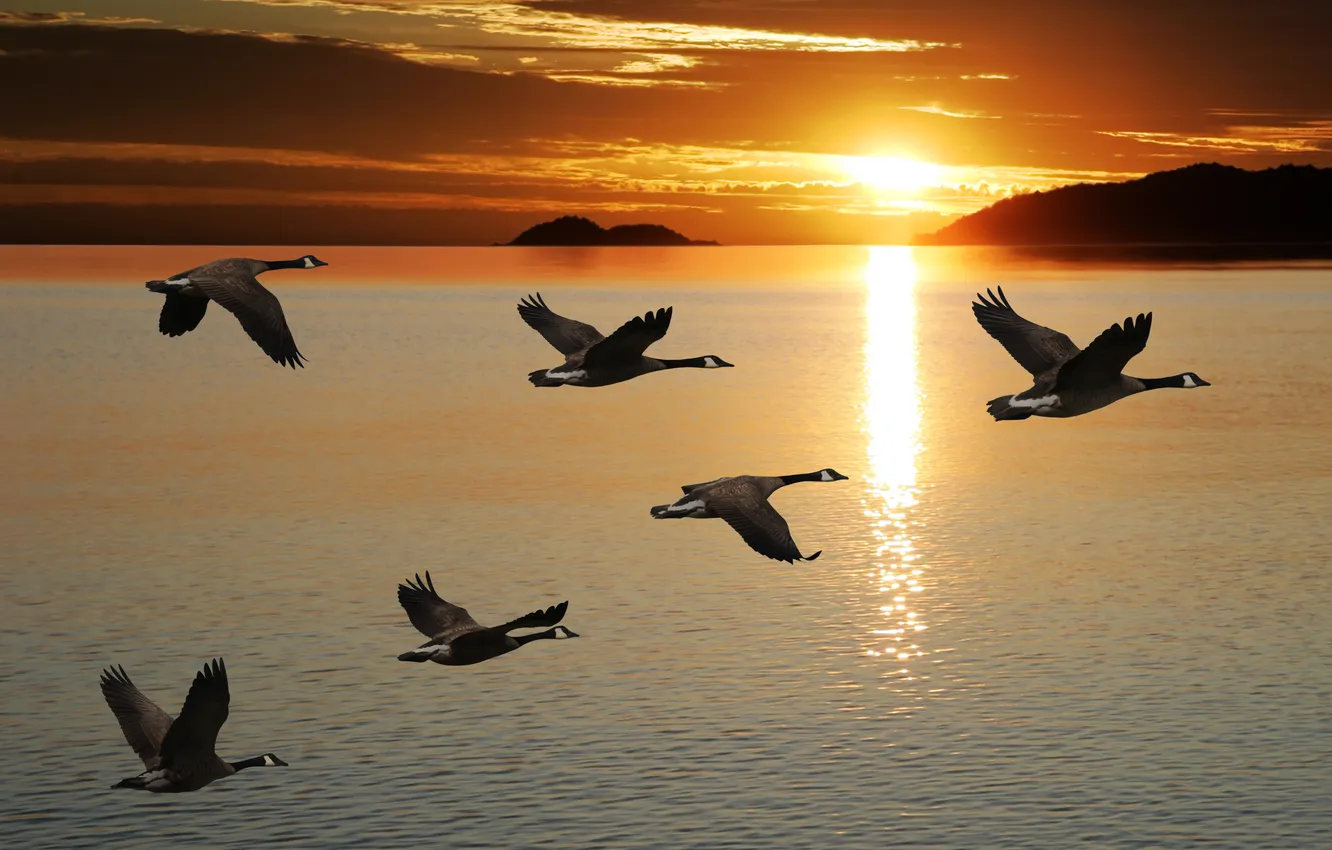 Photo wallpaper the sky, the sun, clouds, flight, landscape, nature, animal, horizon