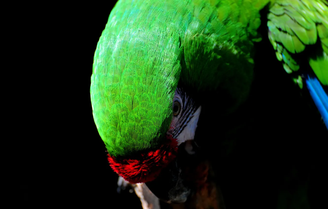 Photo wallpaper green, background, bird, black, color, feathers, beak, parrot