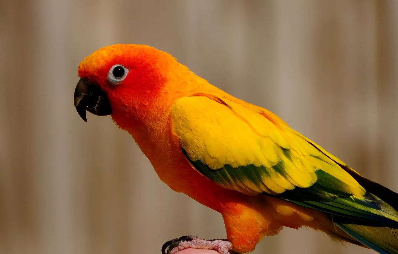Photo wallpaper orange, bird, parrot
