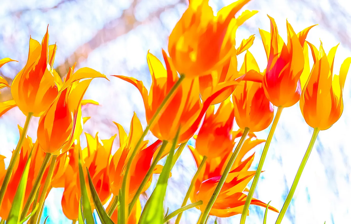 Photo wallpaper macro, tulips, buds
