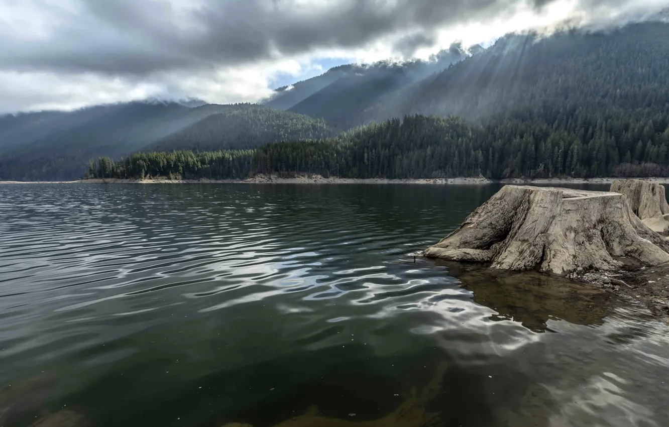 Photo wallpaper shore, stump, Baker River