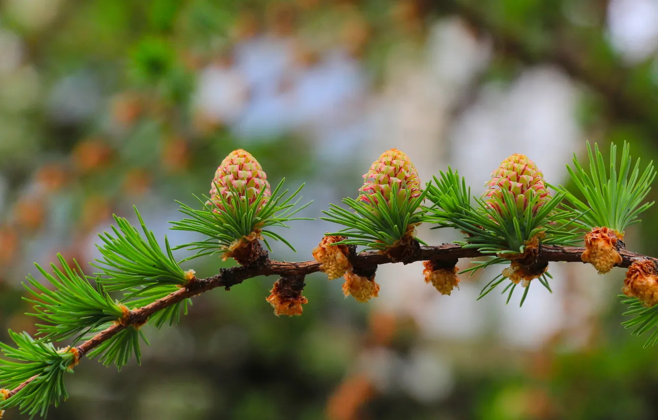 Photo wallpaper spring, pine, twig, cone
