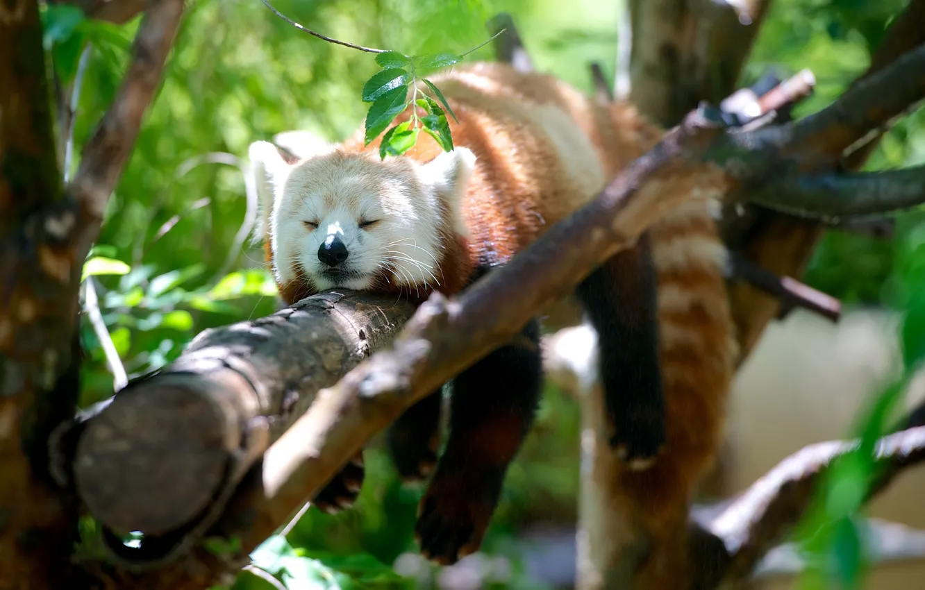 Photo wallpaper trees, Panda, sleeping, red