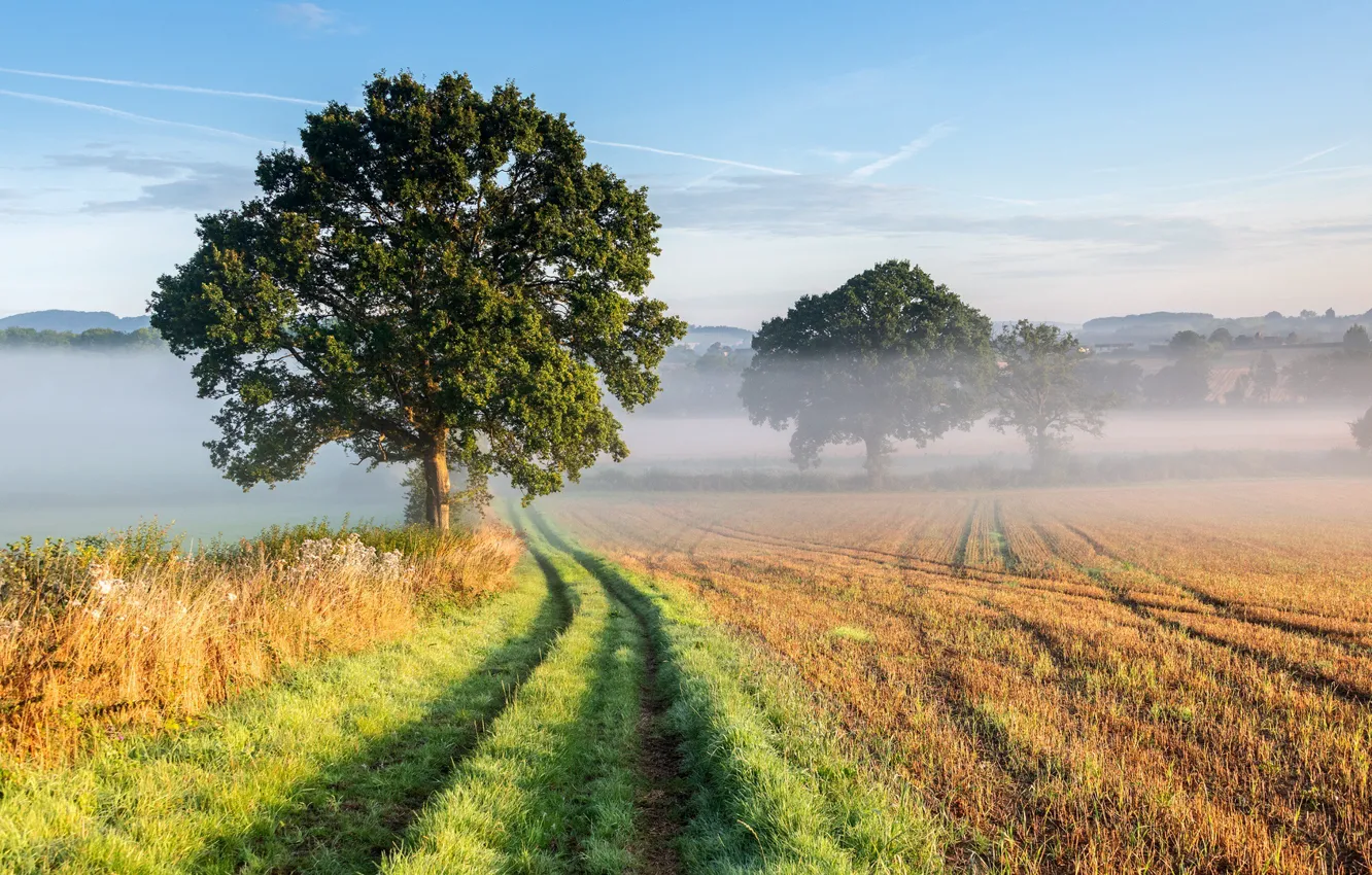 Photo wallpaper grass, sky, trees, field, landscape, nature, mist