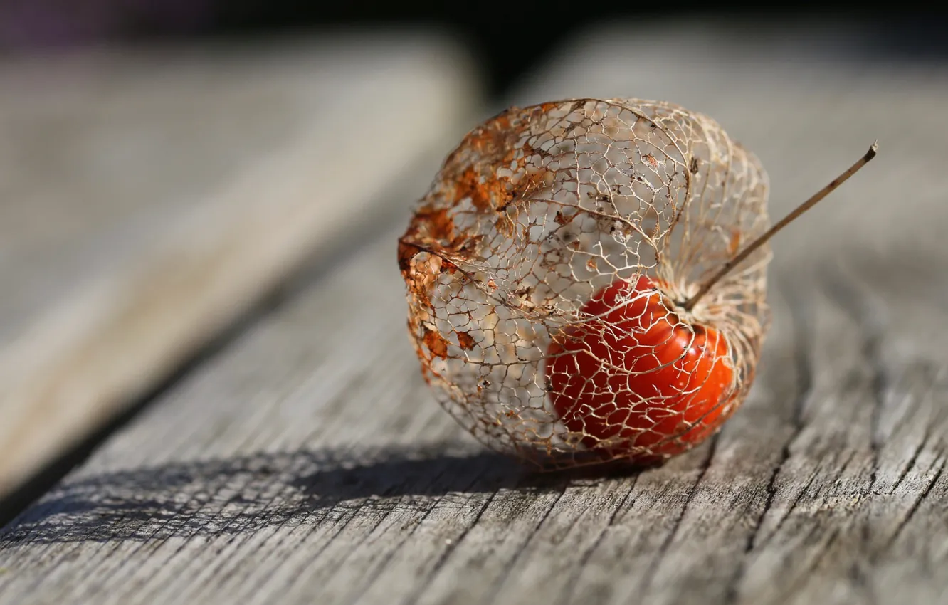 Photo wallpaper macro, Board, flashlight, physalis