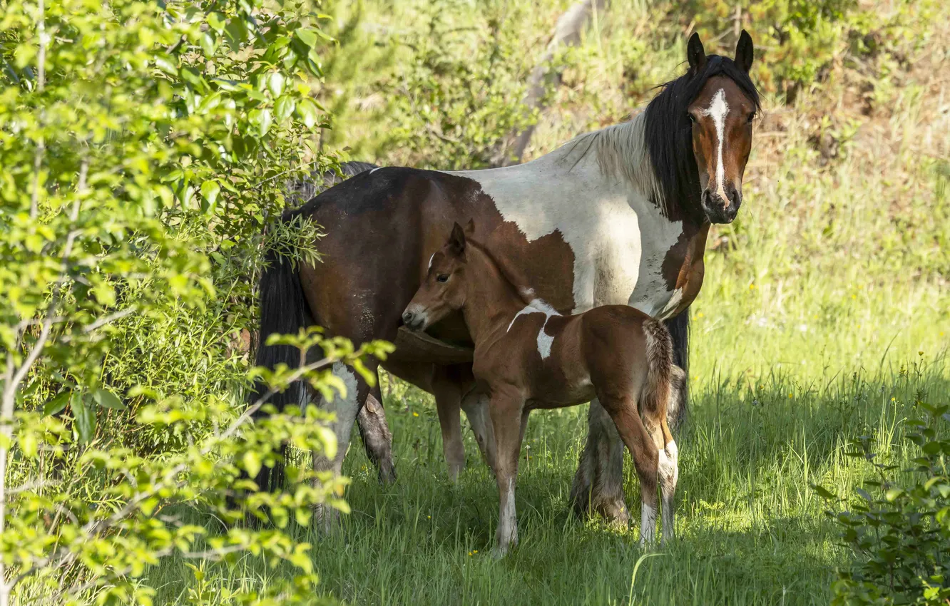 Photo wallpaper greens, forest, grass, light, branches, horse, glade, horse