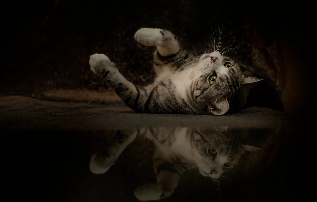 Photo wallpaper cat, cat, look, pose, reflection, the dark background, legs, floor