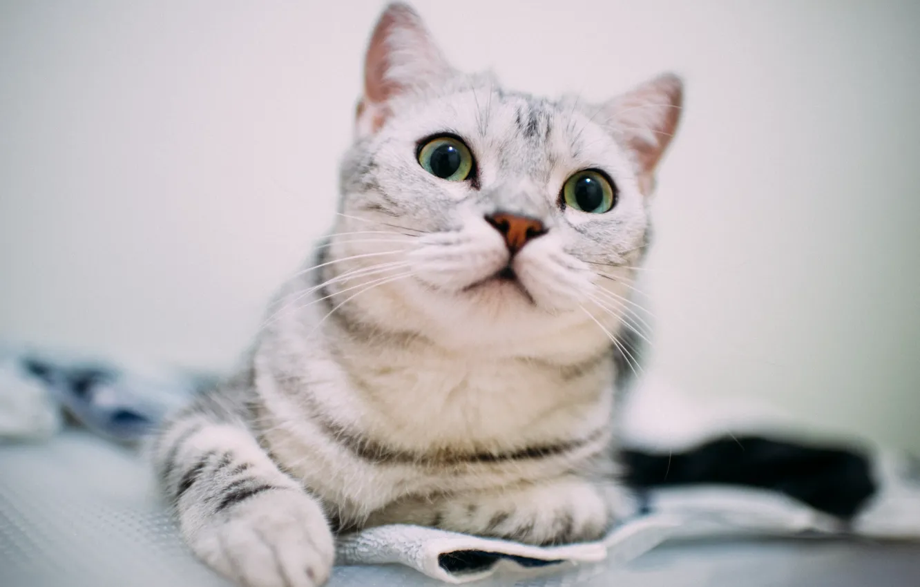 Photo wallpaper eyes, cat, background, sweetheart