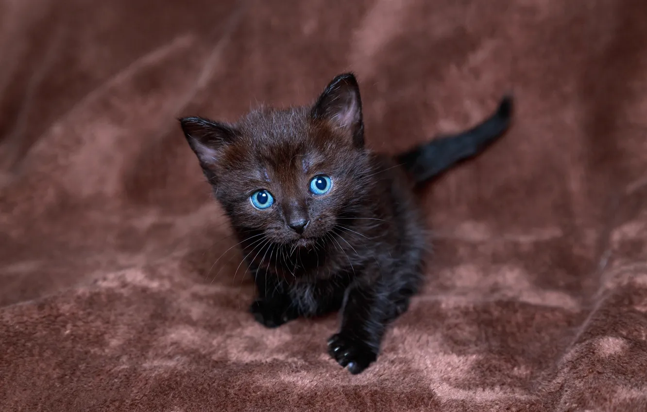 Photo wallpaper look, black, kitty, blue-eyed
