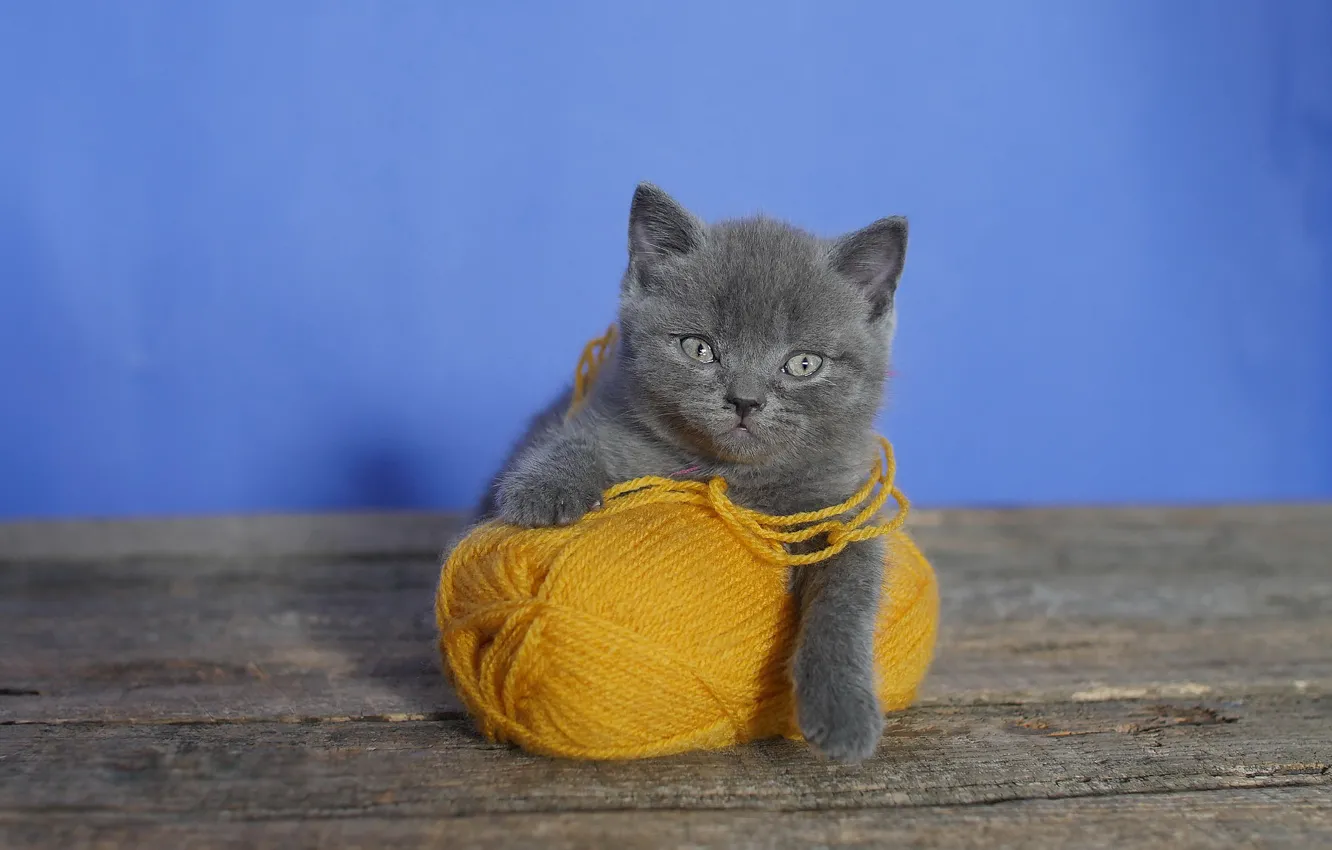 Photo wallpaper tangle, background, kitty, British, yarn