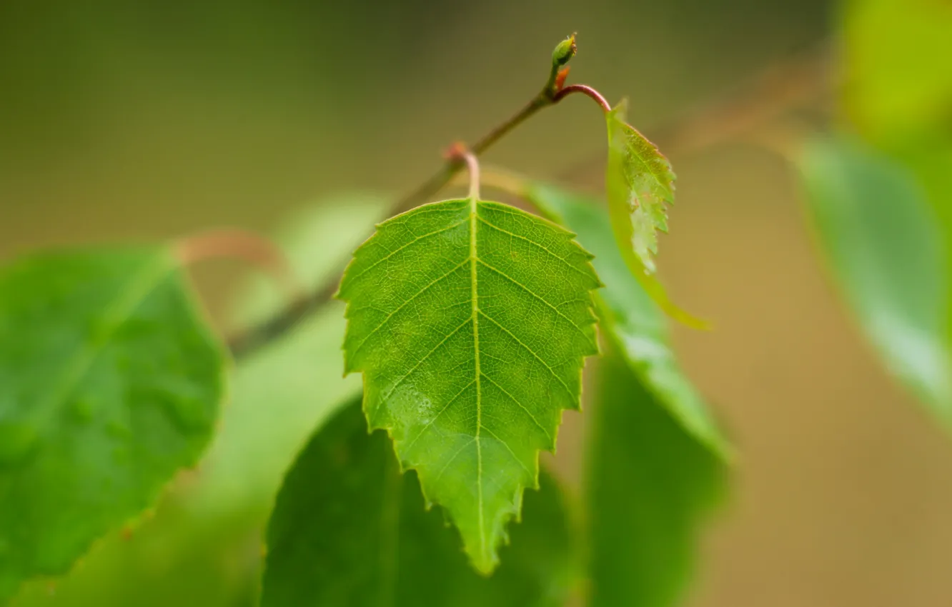 Photo wallpaper green, leaf, twig