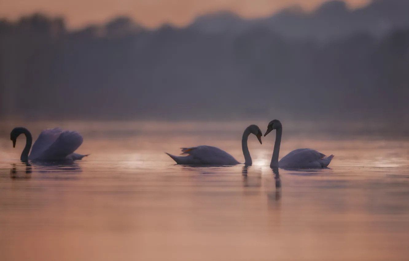 Photo wallpaper water, birds, morning, blur, swans, pond