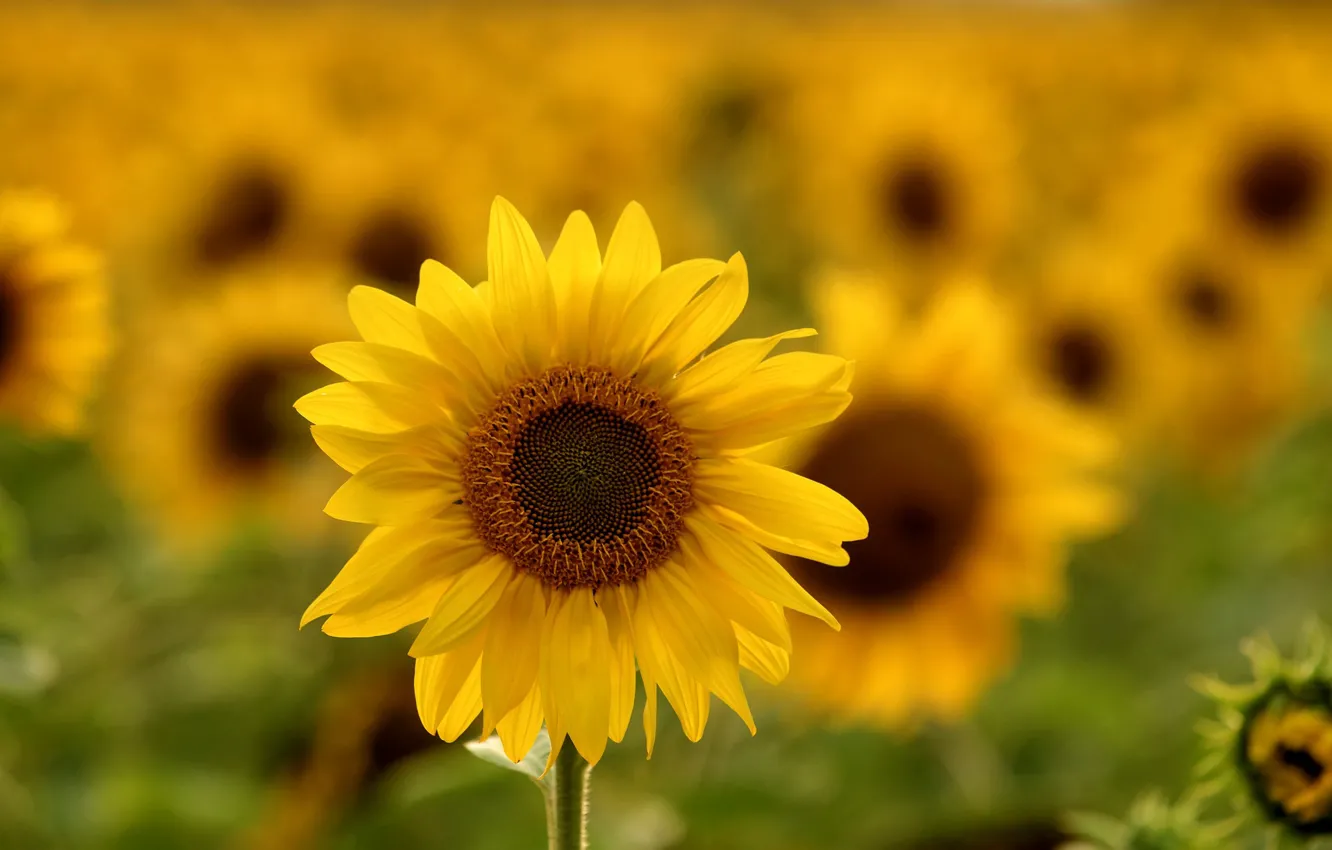 Photo wallpaper summer, sunflowers, landscape, nature, heat, bright, Sunny