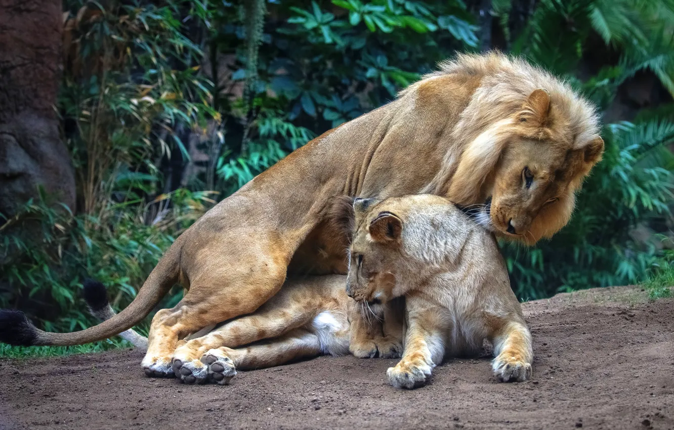 Photo wallpaper erotic, look, leaves, nature, pose, two, plant, Leo