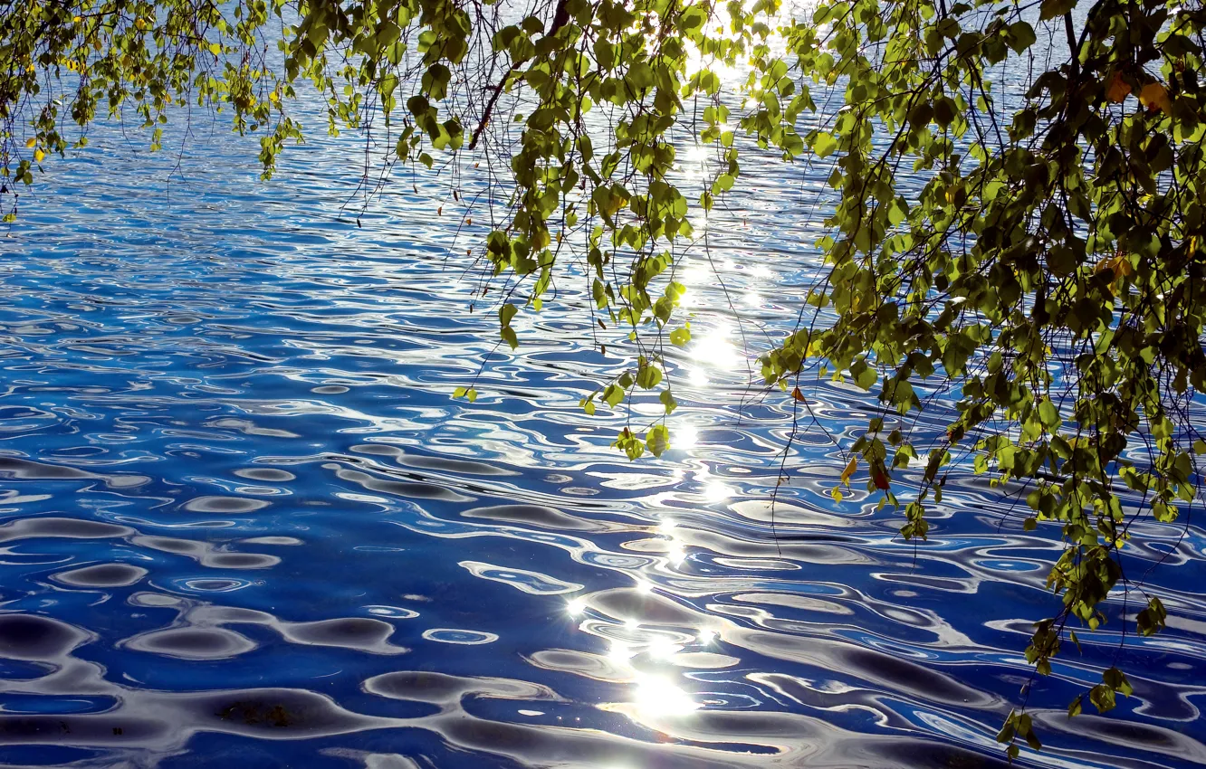 Photo wallpaper leaves, branches, glare, ruffle, solar, over the water, bent