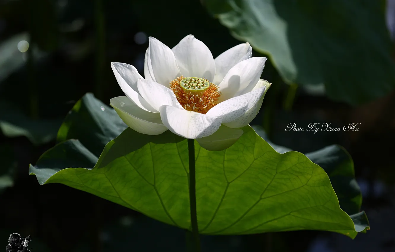 Photo wallpaper white, flower, Lotus