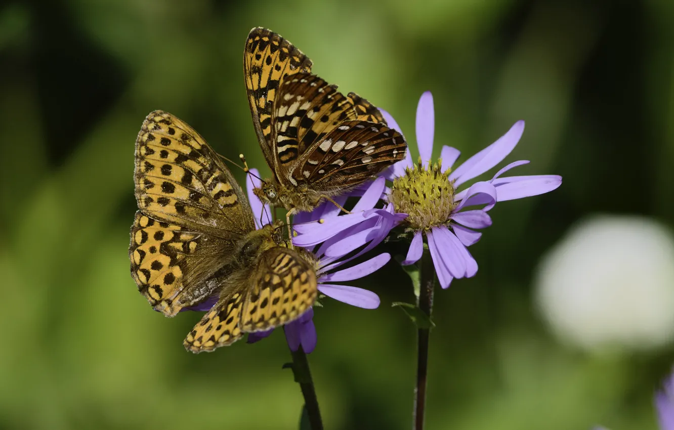 Photo wallpaper butterfly, flowers, background, pair, Martin Dollenkamp