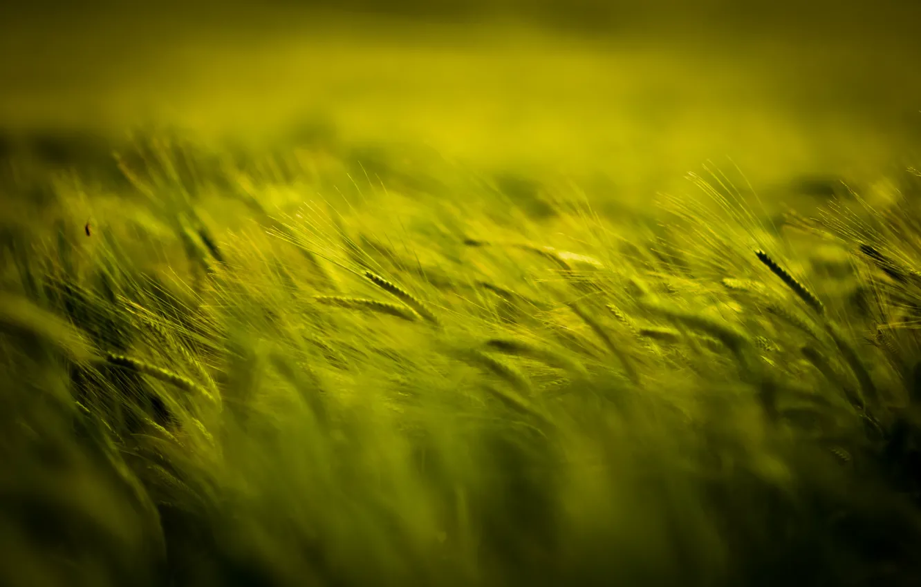 Photo wallpaper field, spikelets, green